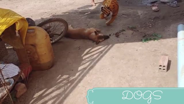 Assustando cães com um falso tigre de pelúcia 1# COMPARTILHE