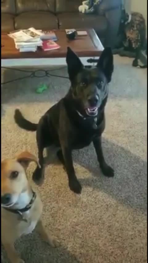 Your Daddy Voted for Biden