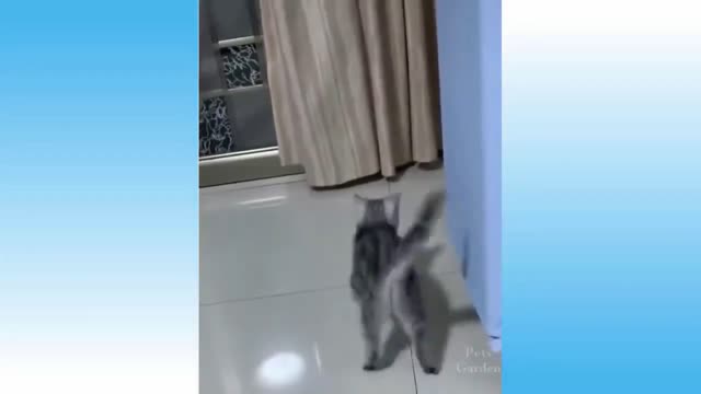 So Funny and Cute Cat