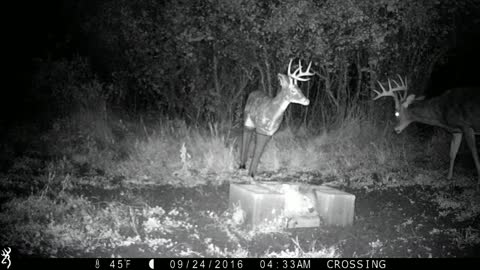 Amazing!!! Whitetail buck completely destroys decoy deer