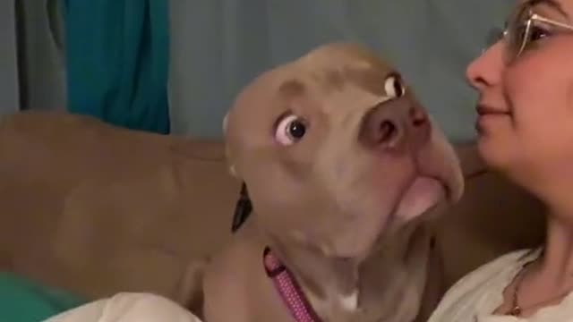 bruh this shit has me WHEEZING #fyp