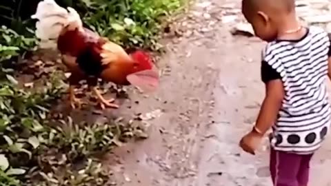 Funny Chickens