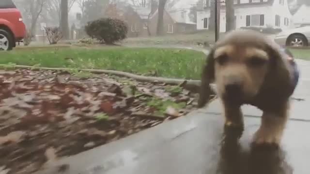 The most beautiful dog in the rain