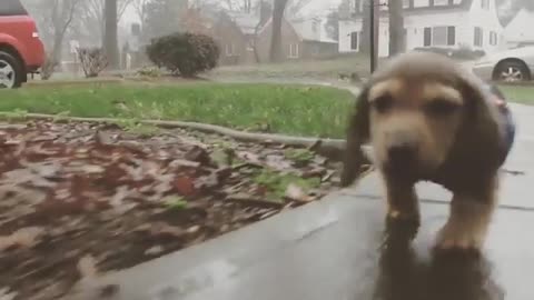 The most beautiful dog in the rain