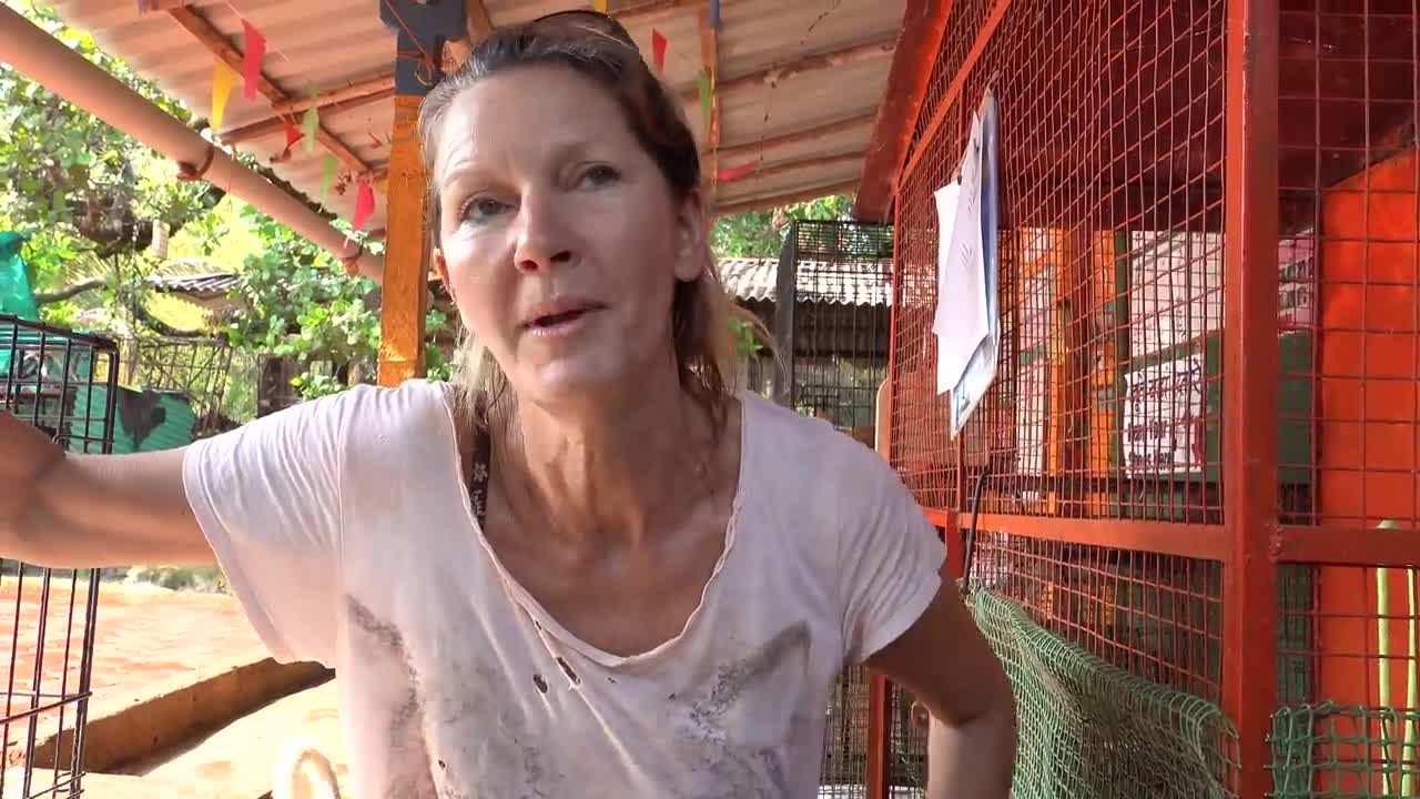 #IndiaVlog #GoaIndia #TravelVlog A Day at an Animal Shelter in Goa, INDIA I A Day in the Life Series