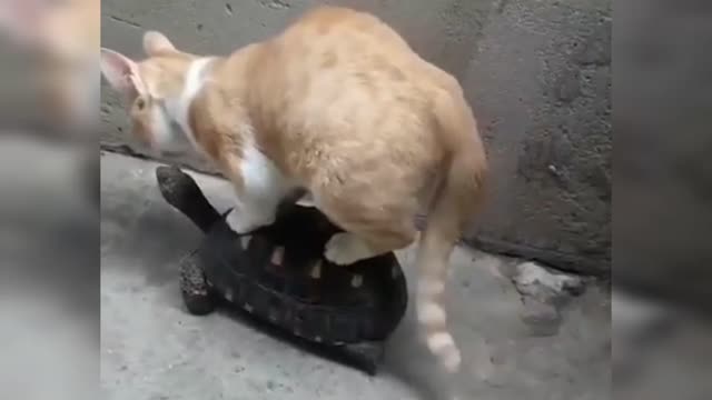 Laugh with the adorable cat
