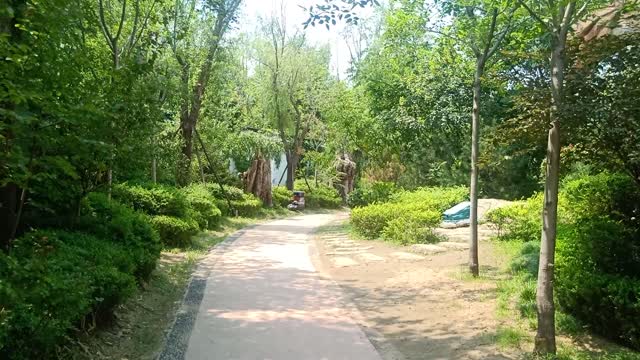 This dinosaur is hiding behind a tree