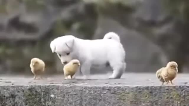 Fanny dog fanny My