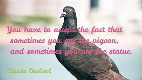 pigeon