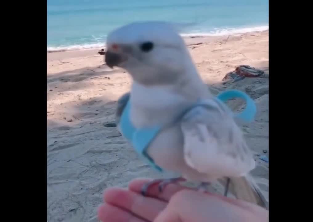 Baby Animals and funny Birds Compilation