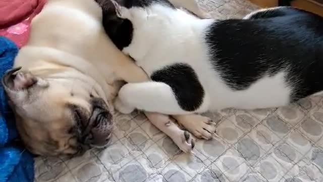 [Dog and cat] A little cat sleeping with a nose in her sister's arms