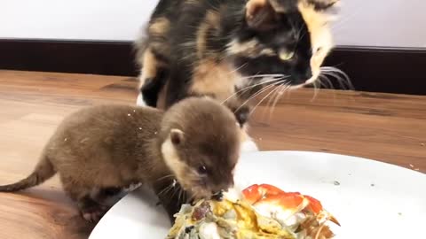 Otter enjoys a cooked crab with cat friend.