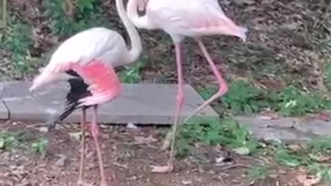 Flamingos are at a high tide