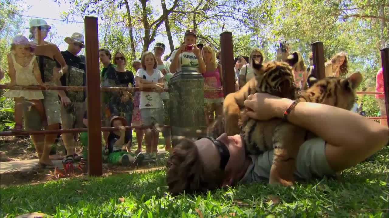 Cute Tiger Cubs Pose For Cameras | Tigers About The House | BBC Earth