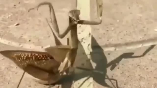 This mantis knows Chinese Kung Fu