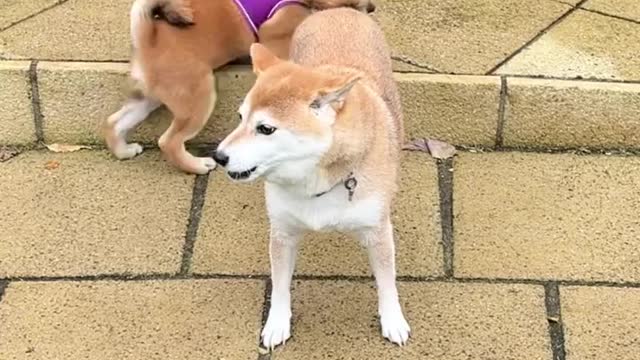 Beau is a cheeky boy. Eevee is a refind lady.