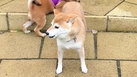 Beau is a cheeky boy. Eevee is a refind lady.