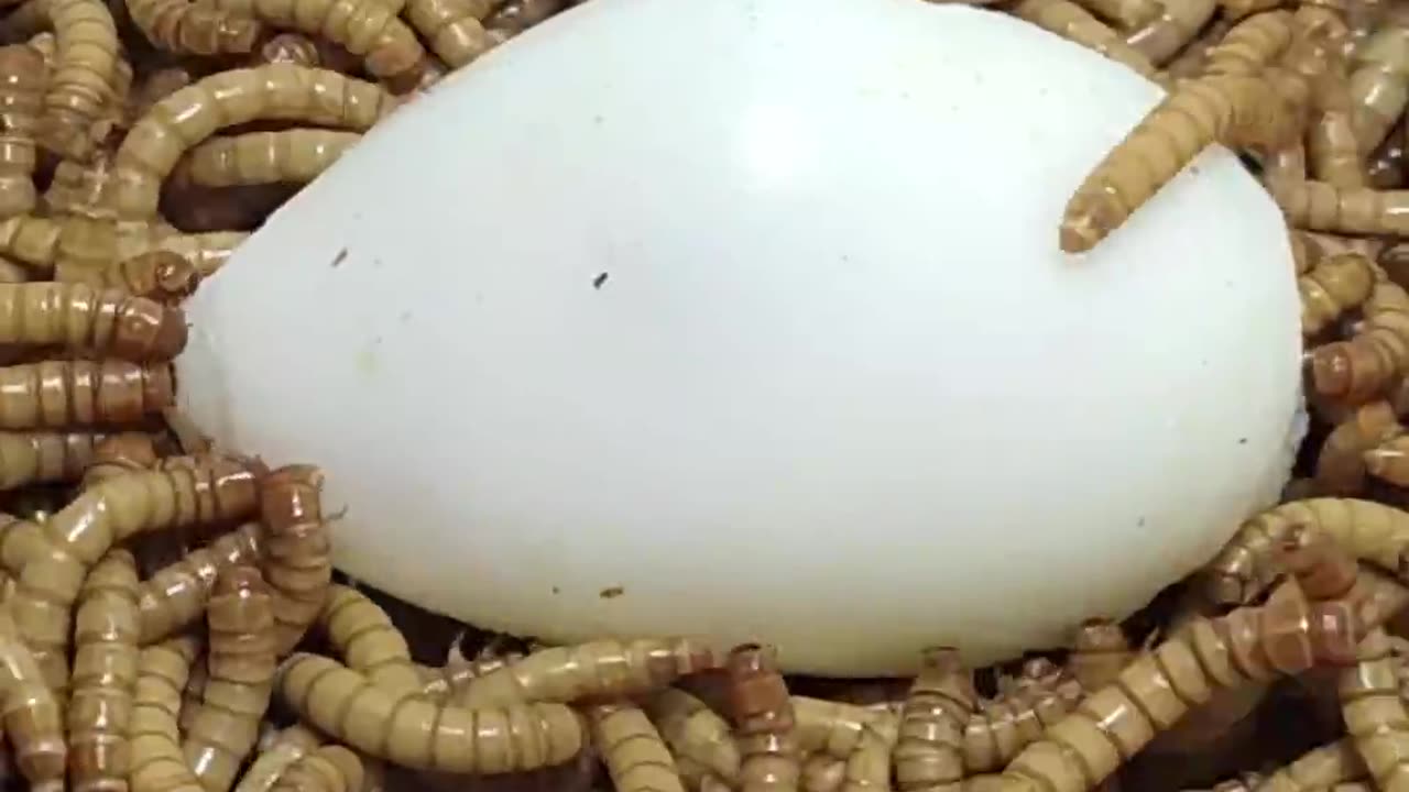 10000 SuperWorms Vs Egg 😱 MealWorms Eating Egg