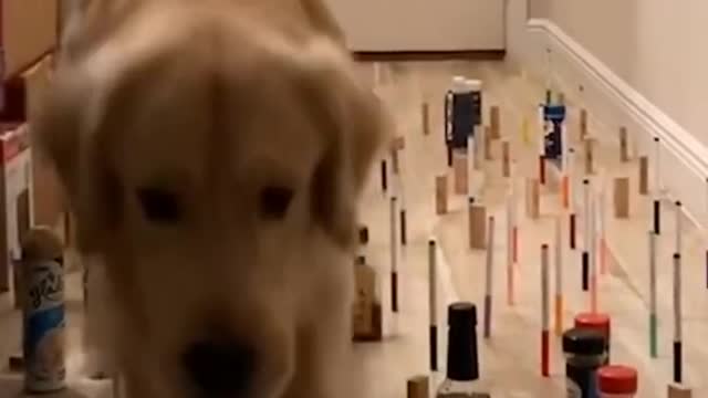 Golden Retriever Dog Gracefully walk To Casmetic maze