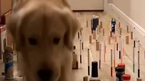 Golden Retriever Dog Gracefully walk To Casmetic maze