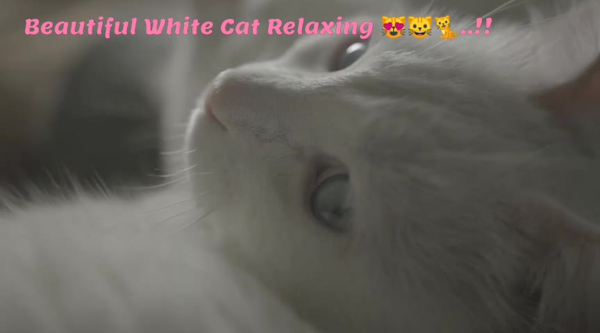 Beautiful White Cat Relaxing 😻🐱🐈..!!