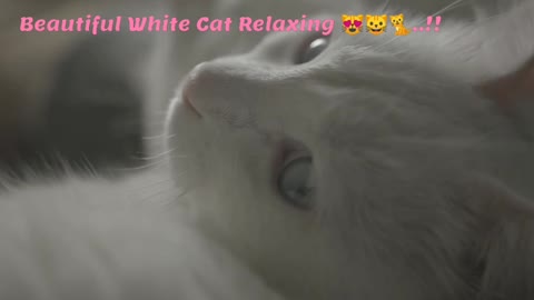 Beautiful White Cat Relaxing 😻🐱🐈..!!