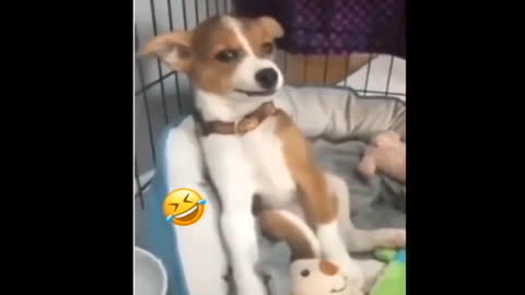 Funniest TikTok Dogs and Cats !! TRY NOT TO LAUGH !!!