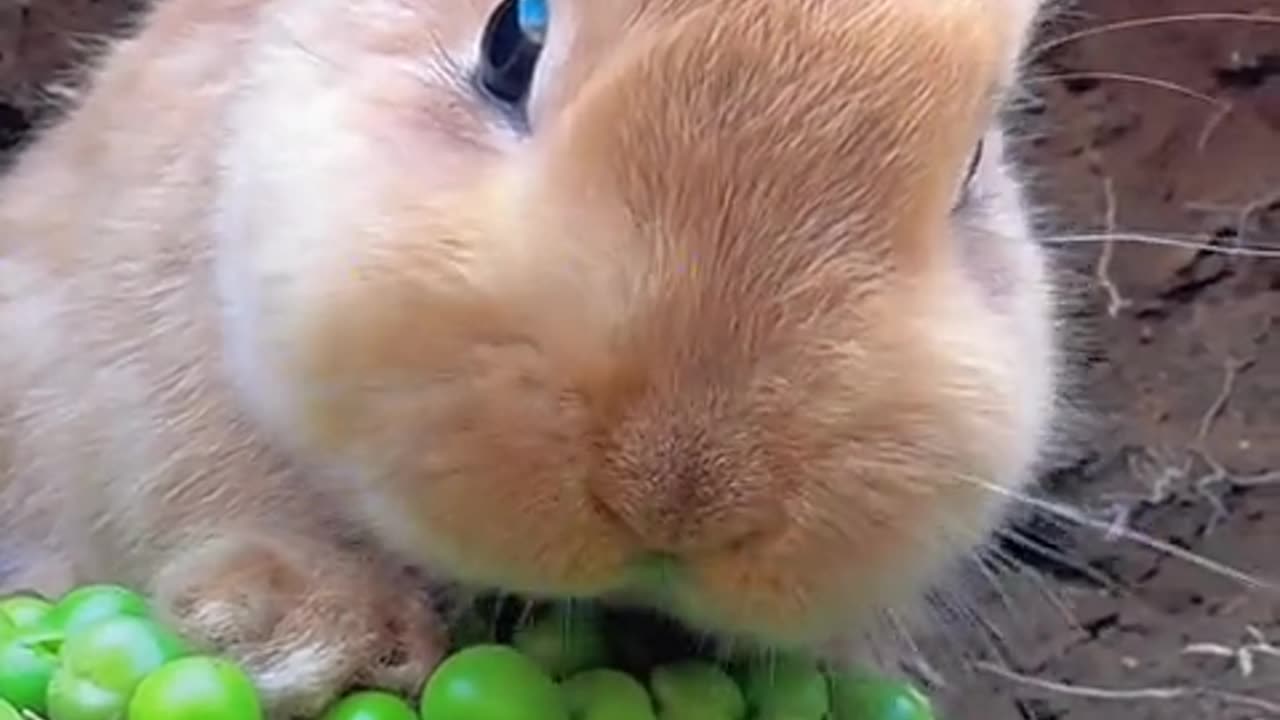 The little bunny eats beans