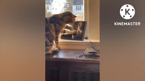 Funny Cat 🐱🐈 scratch screen