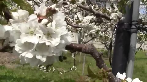 World's Most Expensive Cherry - Amazing Japan Agriculture Technology Farm - Best Cherry Harvest