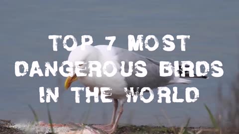 Top 7 Most Dangerous Birds in the World