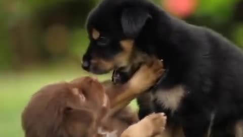 Cute dogs fight