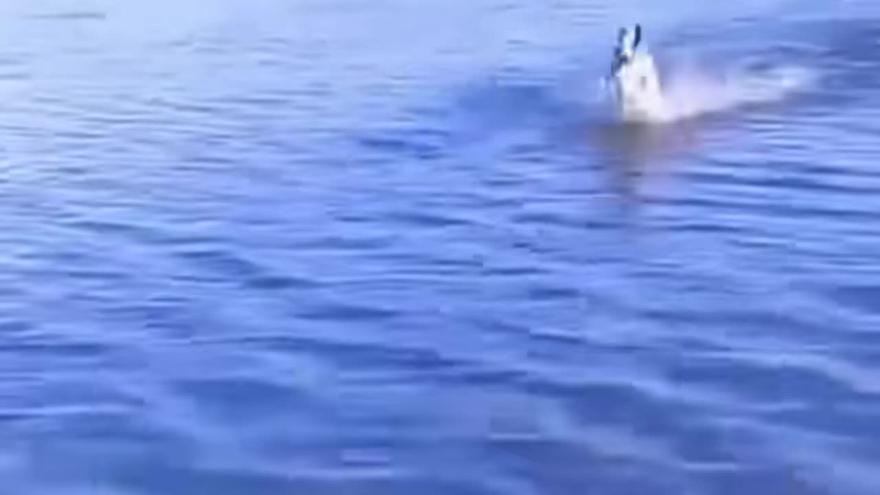 #Funny #Funny video#laugh# interesting#video#short video#short#short cut