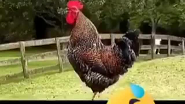 cock of the countries