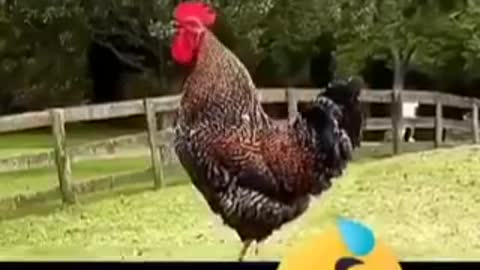 cock of the countries