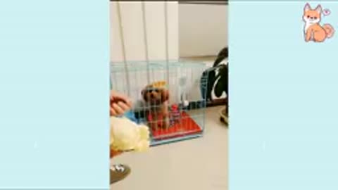 You are going to laugh with this dogs. CUTE DOGS VIDEOS