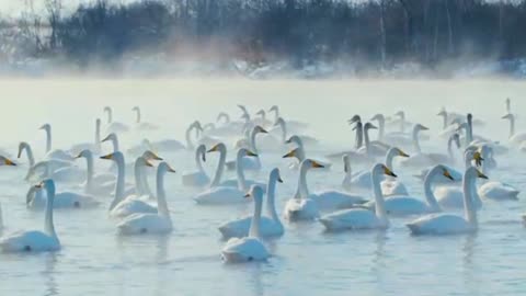 Big birds in the water