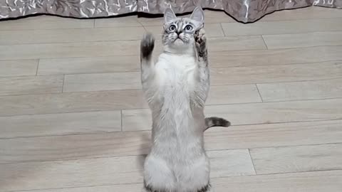 playful kisulya,игривая кисуля