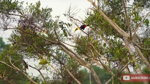 Video of nature, amazing snakes and other creatures, and wild nature