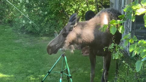 Moose on a Hot Day