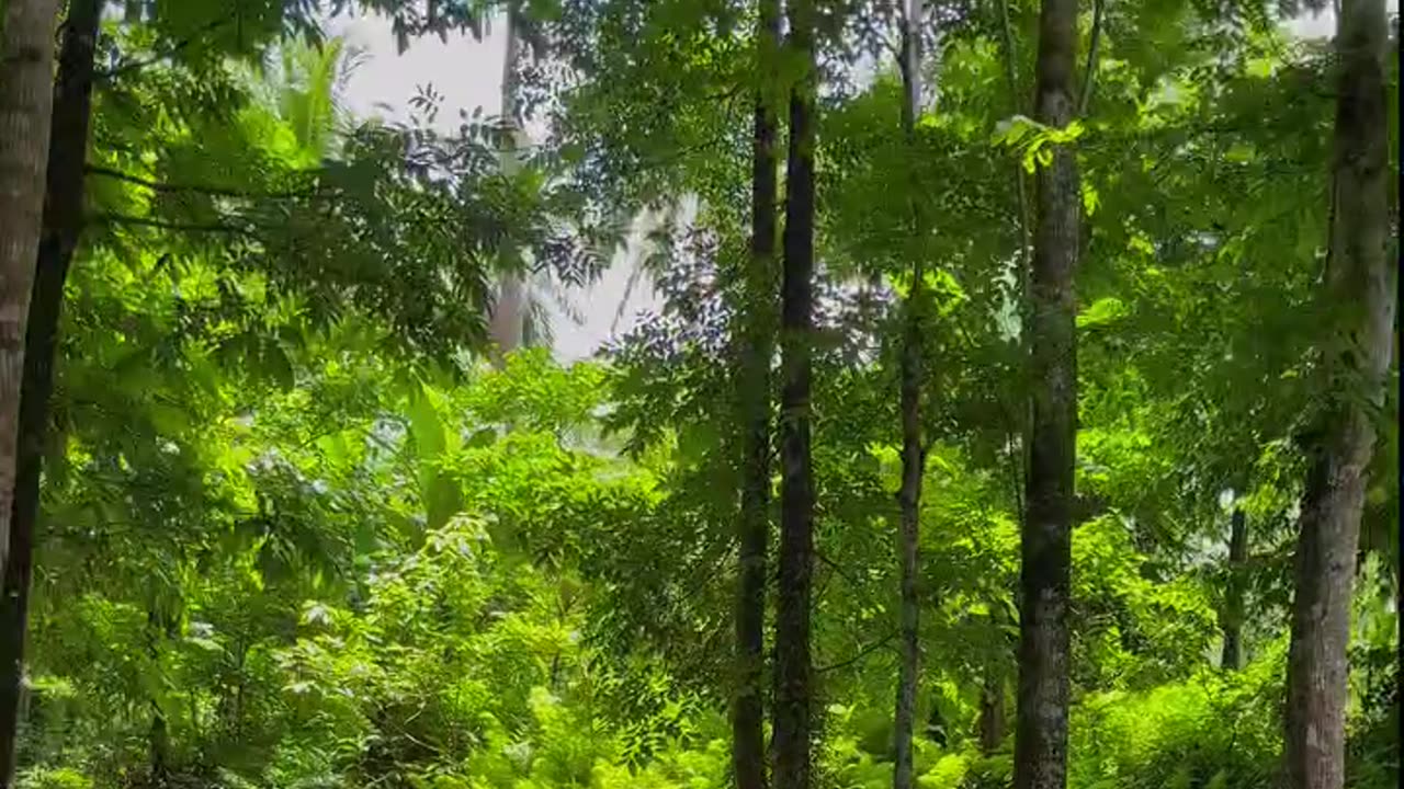 Save tree save earth