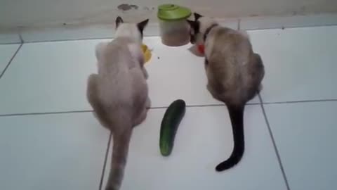 Cats x cucumber