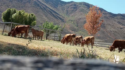 Fullblood Akaushi Wagyu Cattle grazing 20240930