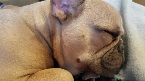 Bilbo the French Bulldog Snoring