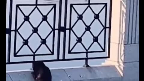 funny compilation video 🤣🤣🤣🤣