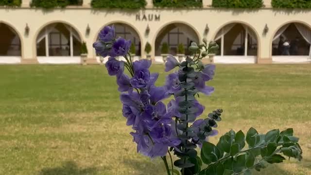 Spring Delphinium