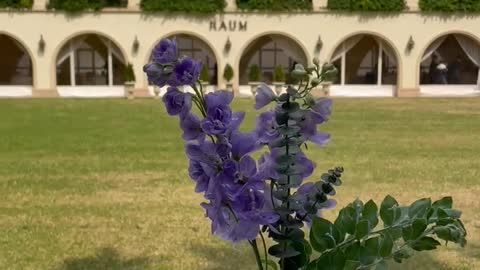 Spring Delphinium