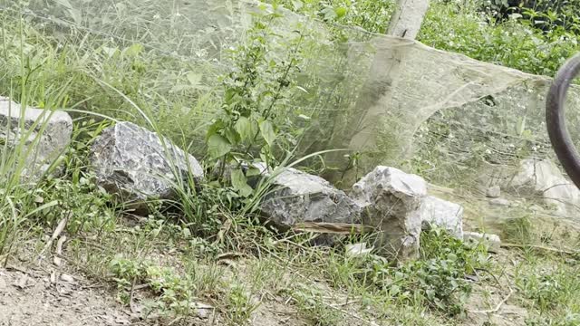 Squirming Snake Caught Barehanded