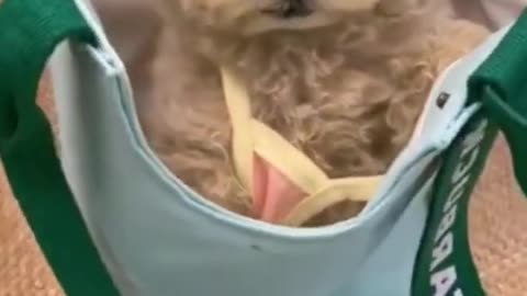 Funny video