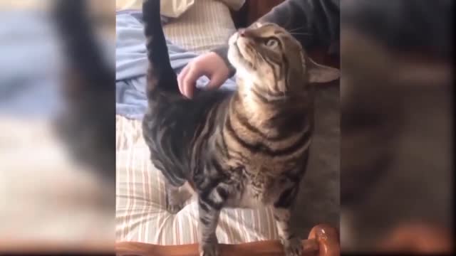 Cats and their cute reactions